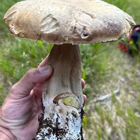 Kovárna Apartmán *